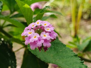 Purple Wildflowers in Bloom with Green Leaves