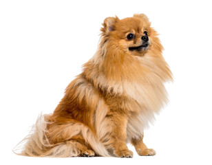 Obraz premium Small Fluffy Dog Sitting with Tilted Head, Side View, Curious Expression, Isolated PNG