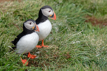 Puffins gracefully waddle across a lush green meadow in Iceland during summer