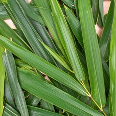 Obraz premium Lush Green Palm Fronds with Natural Leaf Veins and Textural Background