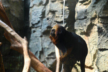 a Golden-headed lion tamarin standing on the branch in the zoo