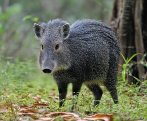 Collared peccary, Tayassu tajacu, in the wild