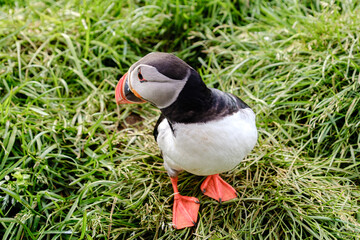 Puffin exploring lush grasslands of Iceland during a sunny day in summer
