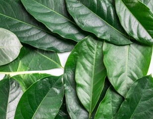 Close Up of Pile of Vibrant Green Leaves on White Surface Full Frame