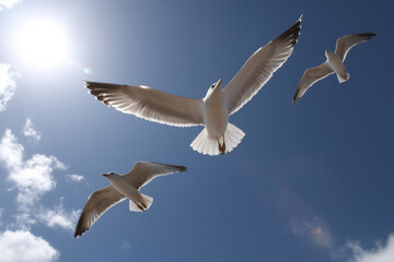 Obraz premium Flock of Seagulls Flying in the Blue Sky with Sunlight 