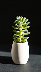 Succulent plant in ceramic pot on black background with sharp light, vertical layout,mobile wallpaper.