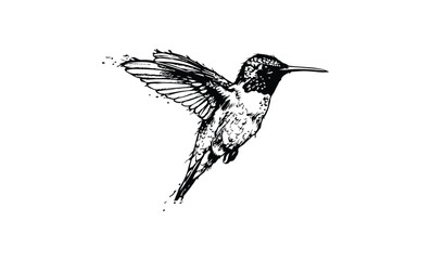 Fototapeta premium Intricate sketch of a hummingbird in mid-flight with detailed feathers. Vector retro hand drawn illustration.