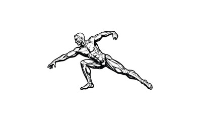 Fototapeta premium Dynamic human anatomy diagram muscular system illustration in motion. Vector retro hand drawn illustration.