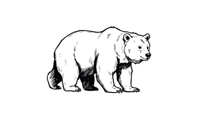 Obraz premium Black and white illustration of a standing bear. Vector retro hand drawn illustration.