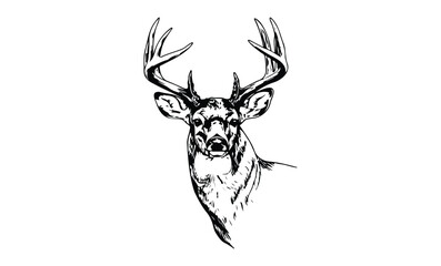 Detailed black and white deer illustration with majestic antlers. Vector retro hand drawn illustration.