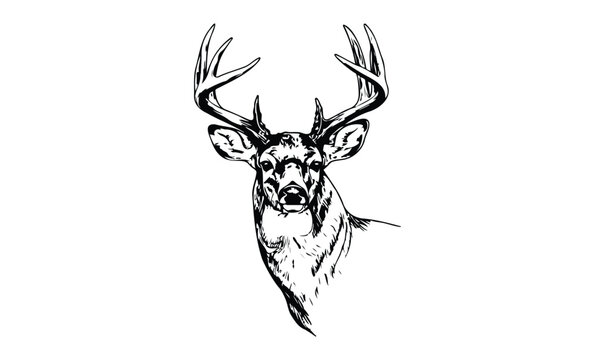 Detailed black and white deer illustration with majestic antlers. Vector retro hand drawn illustration.
