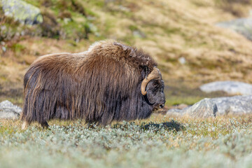 Wół piżmowy, Piżmowół arktyczny, Musk ox, Ovibos moschatus © Michal Przystas