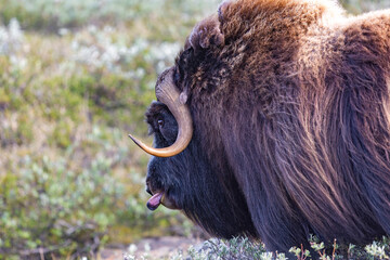 Wół piżmowy, Piżmowół arktyczny, Musk ox, Ovibos moschatus © Michal Przystas