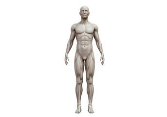 Isolated Anatomical Human Muscular System Male