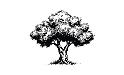 Detailed black and white illustration of a sprawling olive tree with lush foliage. Vector retro hand drawn illustration.