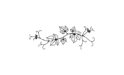 Ornate vines and leaves design with intricate swirls on white background. Vector retro hand drawn illustration.