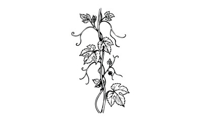 Intricate vine illustration featuring leaves and tendrils on white background. Vector retro hand drawn illustration.