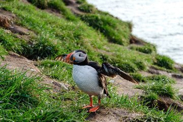 Puffin stretching its wings on the grassy cliffs of Iceland in the warm daylight