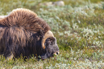 Wół piżmowy, Piżmowół arktyczny, Musk ox, Ovibos moschatus © Michal Przystas