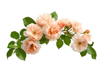 Obraz premium Peach roses arched with green leaves isolated on a transparent background