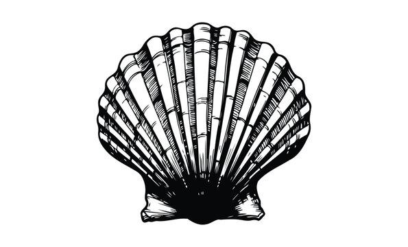 Detailed black and white scallop seashell drawing on white background. Vector retro hand drawn illustration.