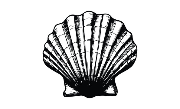 Black and white scallop shell illustration with detailed lines on white background. Vector retro hand drawn illustration.