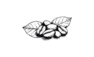Sketch of coffee beans with leaves on white background. Vector retro hand drawn illustration.