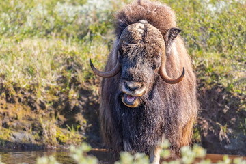 Wół piżmowy, Piżmowół arktyczny, Musk ox, Ovibos moschatus,  © Michal Przystas