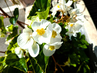 Close-up of white begonia flowers with bright yellow centers, illuminated by strong natural sunlight, against a soft leafy and urban background — ideal for floral design, gardening and wellness