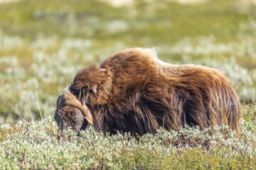 Wół piżmowy, Piżmowół arktyczny, Musk ox, Ovibos moschatus,  © Michal Przystas