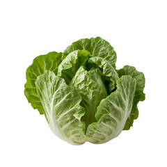 Green lettuce &mdash; isolated on transparent background