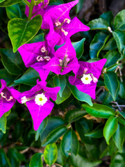 Vibrant Bougainvillea Bloom with Lush Green Leaves – Close-Up of Bright Magenta Bracts and Delicate White Flowers – Tropical Garden Nature Photography.