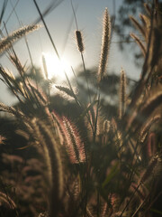 Backlit ornamental grasses sway gently in sunlight, creating serene and dreamy atmosphere. soft focus and warm tones enhance natural beauty of scene