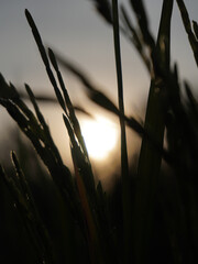 Image shows silhouetted grass blades against bright sun, creating dramatic contrast and serene atmosphere