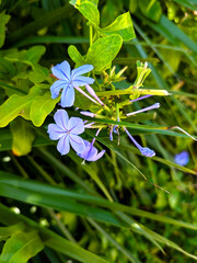 Delicate light blue plumbago flowers blooming amidst dense green foliage in natural sunlight,...