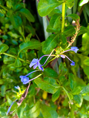 Delicate light blue plumbago flowers blooming amidst dense green foliage in natural sunlight,...