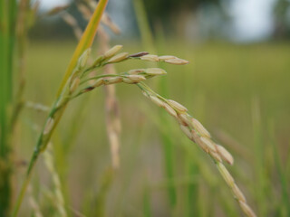 Close up of rice plants in lush green field, showcasing grains in focus. background is softly blurred, highlighting natural setting and growth stage of rice