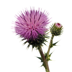 Vibrant Purple Thistle Flower and Bud