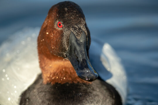 Canvasback Duck adult male taken in Tucson AZ in the wild