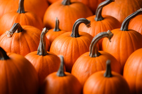 Close up of pumpkins in dense orange pattern for seasonal display. Halloween and fall theme captured in detailed texture and rustic color palette