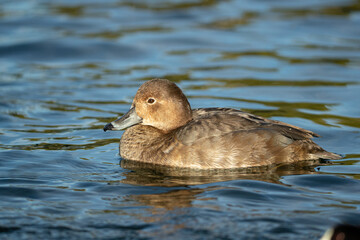Redhead Duck female taken in SE Arizona