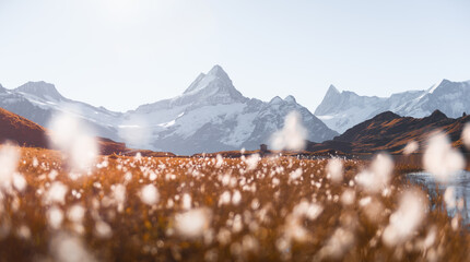 Clear weather at Bachalpsee reveals stunning Swiss peaks towering over calm lake with fluffy white flowers. Landscape photography with panoramic view of Grindelwald and alpine giants during autumn