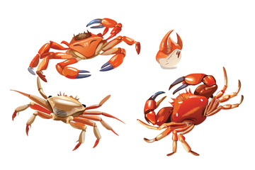 Photorealistic Crabs Vector Set. Realistic Cooked and Raw Crab Illustrations