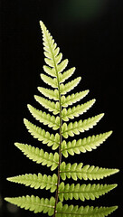 Close-up of fern leaf on black background, deep shadows, minimalism and realism.  mobile wallpaper