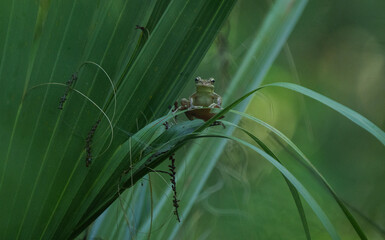 Little Cuban frog saying hi!