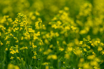 Close-up of a bright yellow canola crop with green leaves out of focus in the background. Clip with a narrow field of focus
