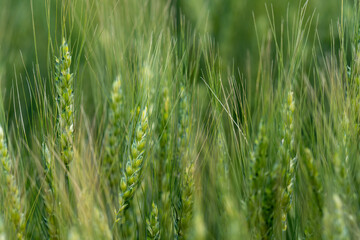 Close-up of green wheat grain heads with focus concentrated on a single head
