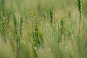 Close-up of green wheat grain heads with focus concentrated in the center of the frame
