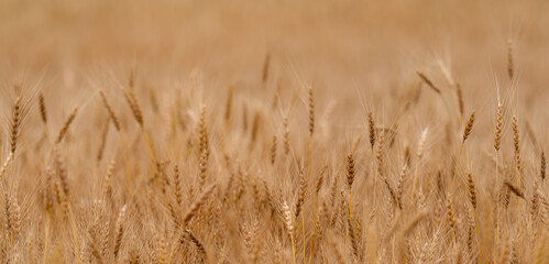 Panorama of mature winter wheat crop with the focus highlighting the detail in the grain heads
