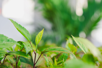 Close-up of a young tree or plant bud that is sprouting new leaves.
